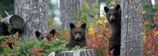 Bear Viewing Tours at Whistler